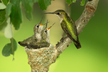 Ruby-throated hummingbird, Archilochus colubris, female and two chicks, taken in wild, in Minnesota, 