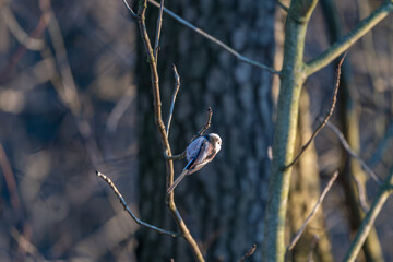Tiny acrobat of the avian world, a Long-tailed Tit perches delicately on a winter branch, its...