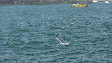 Seagulls Istanbul Bosphorus: Two seagulls flying over the Bosphorus Strait in Istanbul, Turkey.