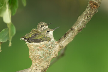 Ruby-throated hummingbird, Archilochus colubris, two chicks in the nest, in Minnesota.