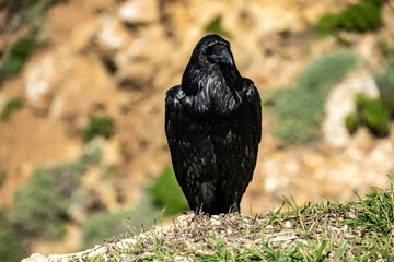 Raven Perched On Rocky Cliff