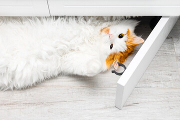 cute white cat climbed under the closet. the cat is ruining the furniture. playful house cat....