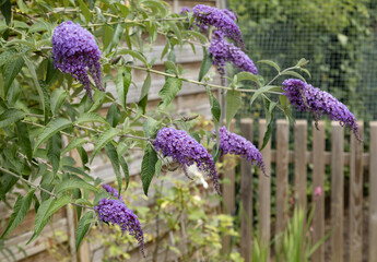 Buddleja davidii violet mauve