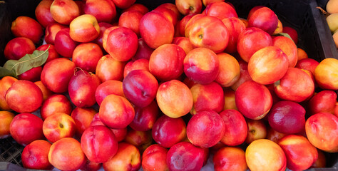Against the background of juicy red nectarines at a farmer's market in a southern country