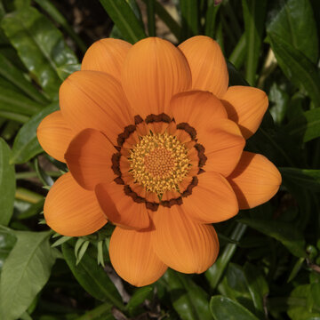 Fleurde Gazania orange