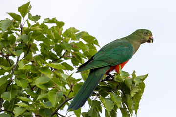 Photograph of an Australian King Parrot sitting and relaxing in a green leafy tree in the Blue Mountains in New South Wales, Australia.