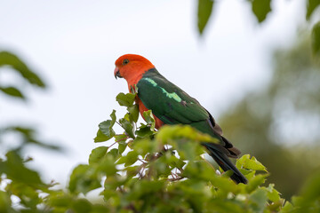 Photograph of an Australian King Parrot sitting and relaxing in a green leafy tree in the Blue Mountains in New South Wales, Australia.