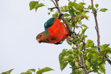 Photograph of an Australian King Parrot sitting and relaxing in a green leafy tree in the Blue Mountains in New South Wales, Australia.
