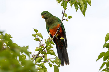 Photograph of an Australian King Parrot sitting and relaxing in a green leafy tree in the Blue Mountains in New South Wales, Australia.