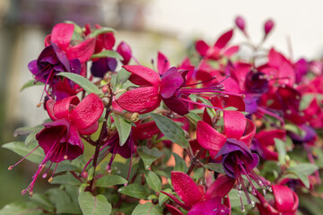 Fuchsia rouge et violet