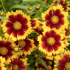 Coreopsis jaune et rouge