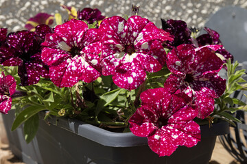 Surfinia rouge tacheté de blanc