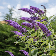 Buddleja davidii mauve