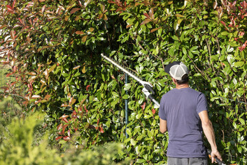 Jardinier qui taille une haie de Photinia