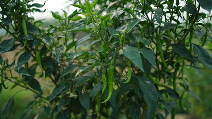 green chilli plant