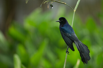 Boat tailed Grackle, Quiscalus major, Florida, winter.