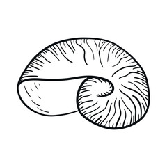 Hand-drawn seashell engraving. Sea shell engraved in vintage style. Line art nautical collection. Black and white marine design.