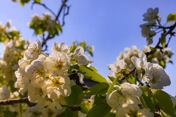 White cherry blossoms on thin branches, softly illuminated, with a blurred natural background. A serene and romantic spring scene