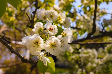 White cherry blossoms on thin branches, softly illuminated, with a blurred natural background. A serene and romantic spring scene