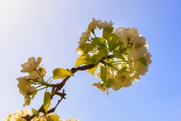 White cherry blossoms on thin branches, softly illuminated, with a blurred natural background. A serene and romantic spring scene