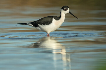 Black necked Stilt, Himantopus mexicanus, Arizona, winter.