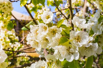 White cherry blossoms on thin branches, softly illuminated, with a blurred natural background. A serene and romantic spring scene