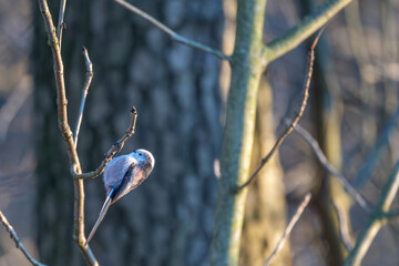 Tiny acrobat of the avian world, a Long-tailed Tit perches delicately on a winter branch, its fluffy plumage and curious gaze capturing the beauty of nature's small wonders.