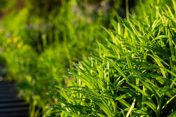 A lush green field with a few flowers in the background
