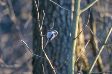 Tiny acrobat of the avian world, a Long-tailed Tit perches delicately on a winter branch, its fluffy plumage and curious gaze capturing the beauty of nature's small wonders.
