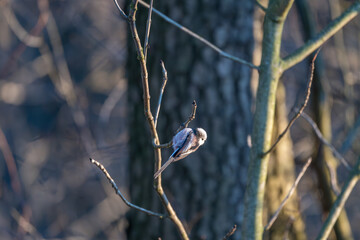 Tiny acrobat of the avian world, a Long-tailed Tit perches delicately on a winter branch, its...