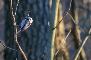Tiny acrobat of the avian world, a Long-tailed Tit perches delicately on a winter branch, its...