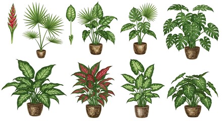 Tropical plants set.
