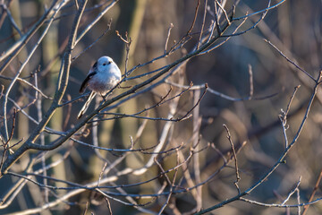 Tiny acrobat of the avian world, a Long-tailed Tit perches delicately on a winter branch, its fluffy plumage and curious gaze capturing the beauty of nature's small wonders.