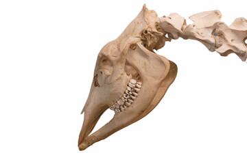 skull, bones, prehistory, paleontology, background, cut off, whi