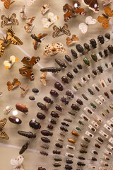 insects, group, butterflies, beetles, insects, animals, prepared