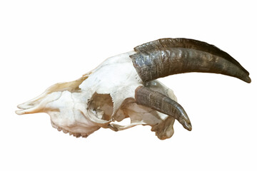 skeleton, bone, ancient, animal, nature, wildlife, background, w