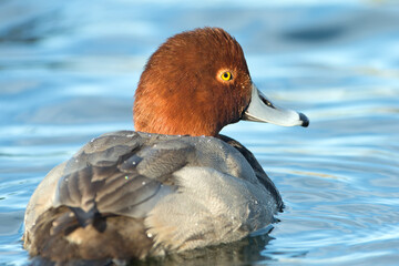 Redhead duck, Aythya americana  Arizona.