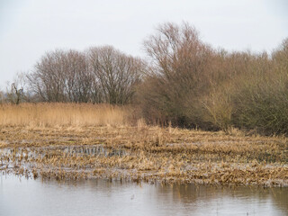 Flooded field with grasses and bare winter trees