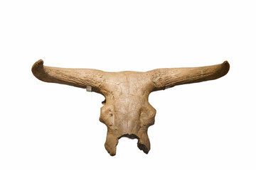 skeleton, bone, ancient, animal, nature, wildlife, background, w