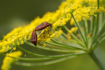 La rencontre