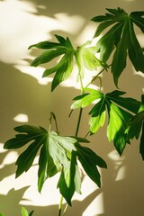 Green plant leaves casting shadows on a wall, indoor nature decor, houseplant photography, tropical foliage for interior design inspiration.