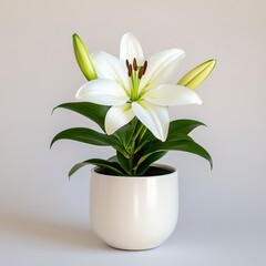 White Lily in Modern White Pot on Light Gray Background