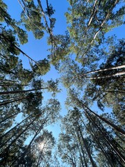 The heart of a quiet pine forest.