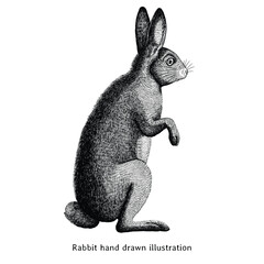 Rabbit illustration. Vintage rabbit hand drawn illustration. Realistic rabbit drawing