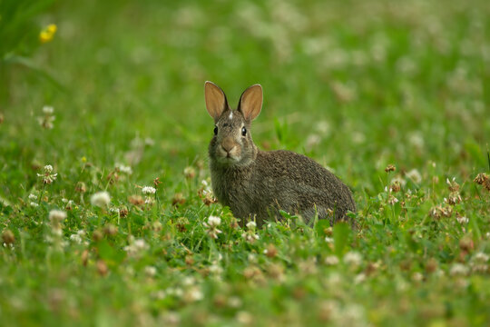Eastern cottontail Sylvilagus floridanus in Minnesota.