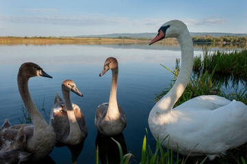 A family of white swans in the grass on the shore of a lake against a blue sky.