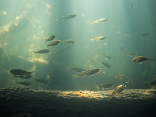School of small perch over sunken tree trunk underwater in lake