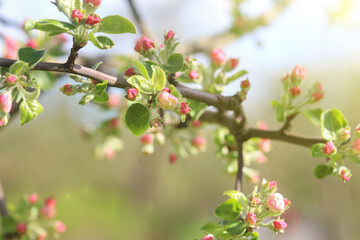 A spring blooming branch of an apple tree with white pink flowers on a sunny day.