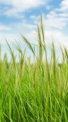 Lush green field under a clear sky, showcasing vibrant wheat plants gently swaying, ideal for agricultural and nature themes.