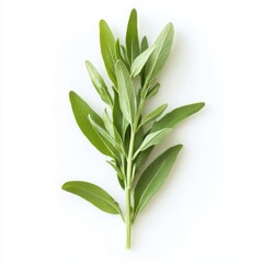 Fresh green herb sprig isolated on white background